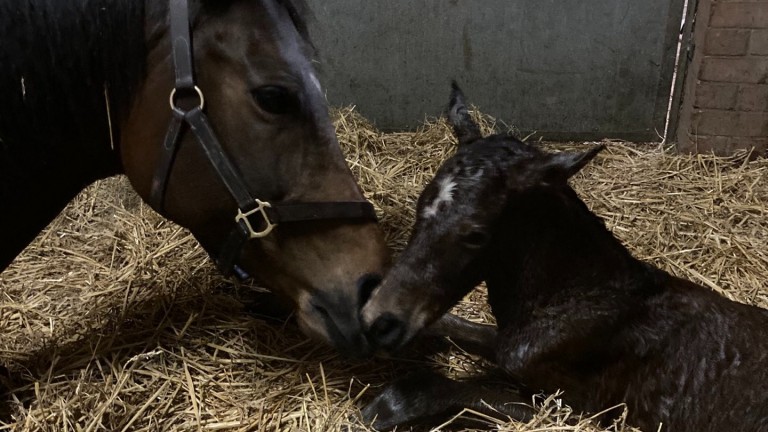 Saxtead Livestock's Postponed colt out of Fisherman’s Tale, a full-sister to Prince Escalus