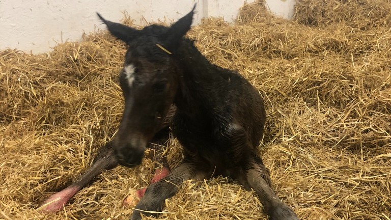 March Hare Stud's Holy Roman Emperor filly foal out of a half-sister to three stakes winners