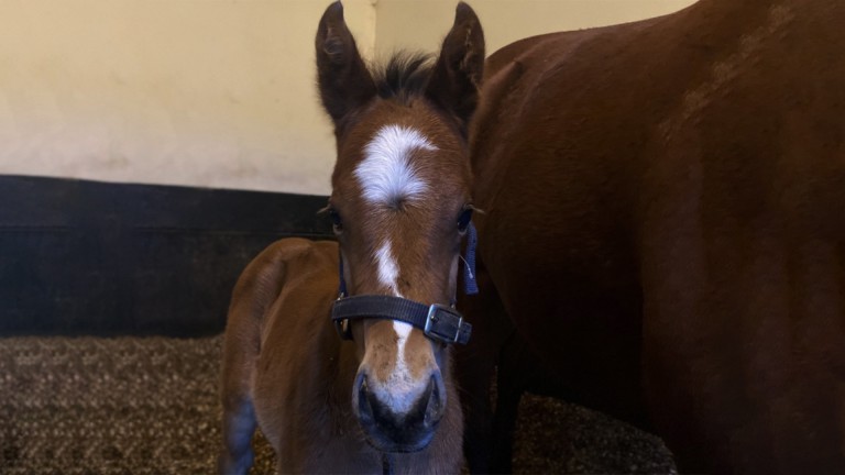 Lynn Lodge Stud's Advertise colt out of a winning sister to Euro Charline