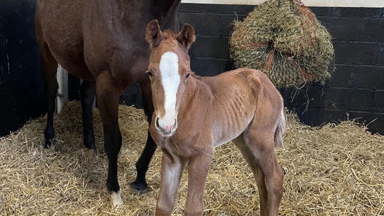 West Shaw Farm's Arizona colt out of an Oasis Dream mare
