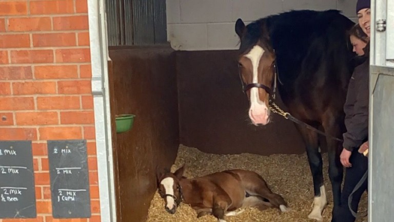 Tweenhills' very relaxed Kameko colt with his dam, the Galileo mare Really Lovely