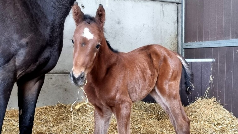 Chapel Stud's Indian Haven colt out of the Galileo mare Wannabe Special