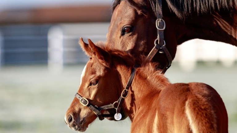 The Aga Khan Studs' Siyouni filly out of Sea The Stars mare Varana