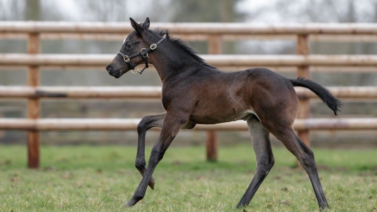 Al Shaqab Racing's Wooded colt out of Queen Mary Stakes runner-up Al Johrah