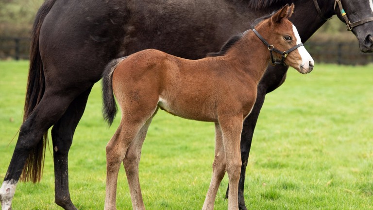 White Birch Farm's Sottsass colt out of Shelter Island