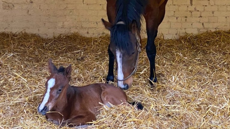 Galloway Stud's Cityscape filly taking a snooze