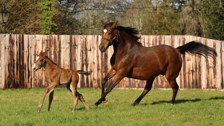 Enable and her Kingman colt foal stretching their legs