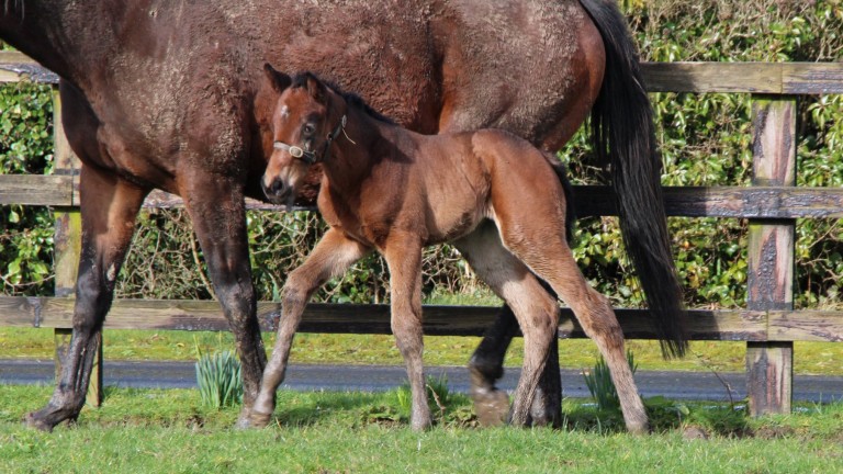Piercetown Stud's King Of Change filly out of black type performing mare Synopsis