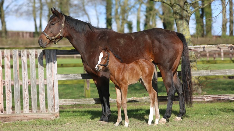 Juddmonte Farms' Frankel colt out of stakes performer Bravo Sierra