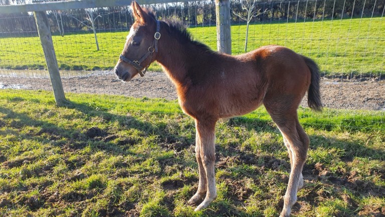 Farraday Equine's Havana Grey filly out of Salvo