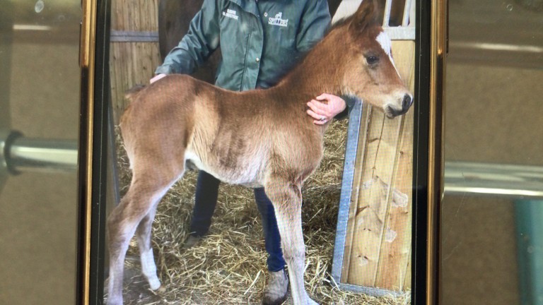 Christopher Liesack's three-day old Outstrip filly out of Shirley’s Kitten
