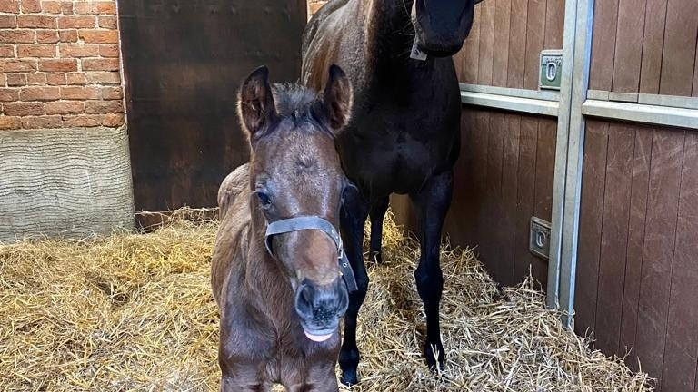 Mary Hampton's Gentlewave colt out of Quiet Diva
