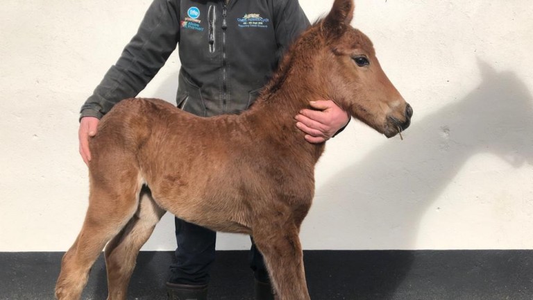 A second Flat foal of the season for Laura and Craig Buckingham, this Time Test colt is out of their mare Puzzler