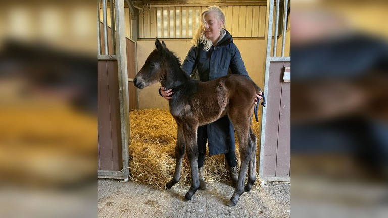 A first National Hunt foal of the season for Laura and Craig Buckingham, a filly by Yeats out of Hala Princess