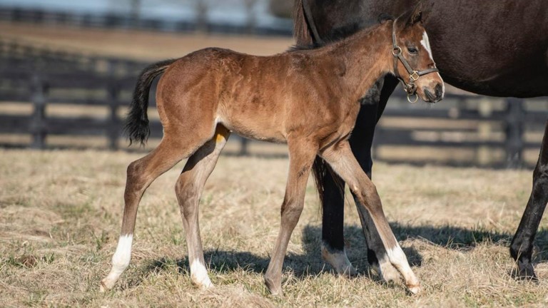 A filly by Without Parole and out of Church On Time