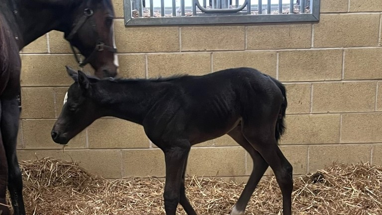 Parks Farm Stud's Mohaather filly out of Queens Park