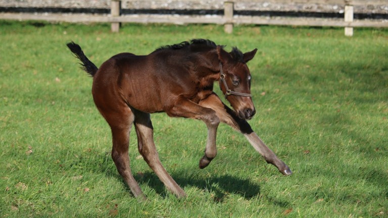 The Aga Khan Studs' Ghaiyyath filly out of Harasiya, a Group 3-winning and Group 1-placed half-sister to Harzand