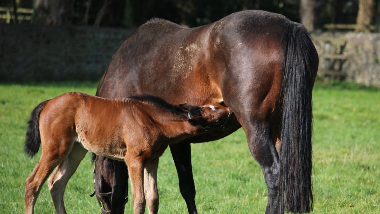 The Aga Khan Studs' Kingman filly out of the stakes-winning and Group-placed Kalaxana