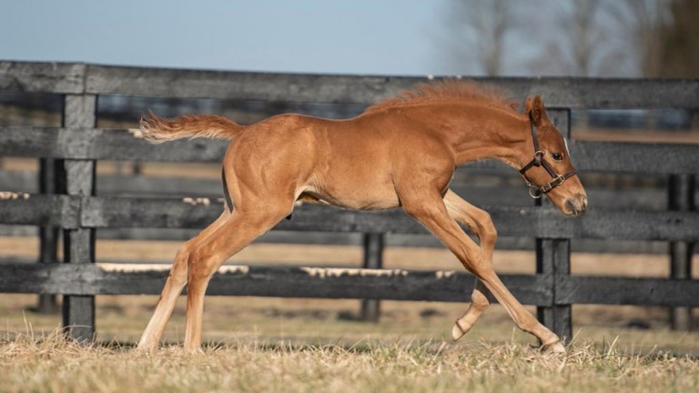A Without Parole foal out of stakes winner Atomic Blonde