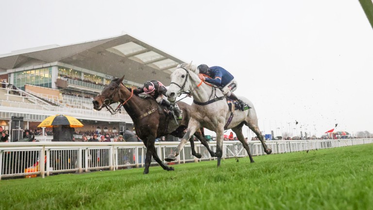 snow leopardess horse grand national