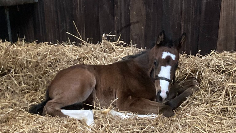 Brookside Stud's unusually marked Saxon Warrior colt out of Force One