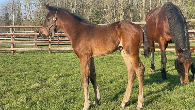 Philipp Stauffenberg's Magna Grecia colt out of Nayef mare Rusookh