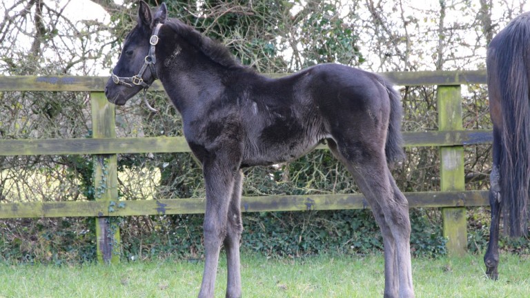 Piercetown Stud's Far Above filly out of Lady Vyrnwy, the dam of two-year-old winner Risk Of Thunder