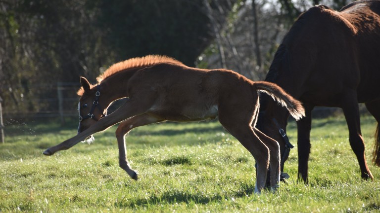 Arcadia Elevage's Galiway filly