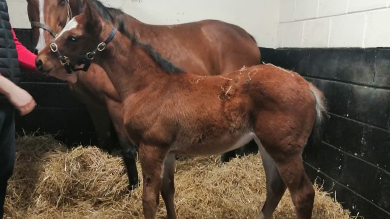 John Bourke's Wooded colt out of Galileo mare Salwa