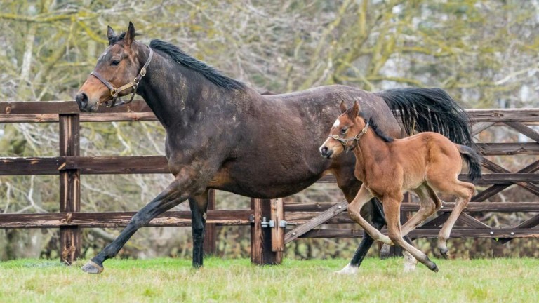 Blue Diamond Stud's Make Believe filly out of Rivercat, a Kitten’s Joy relation to Nathaniel