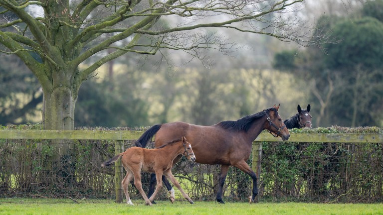 A scenic view: Enable and her foal trot past a neighbour