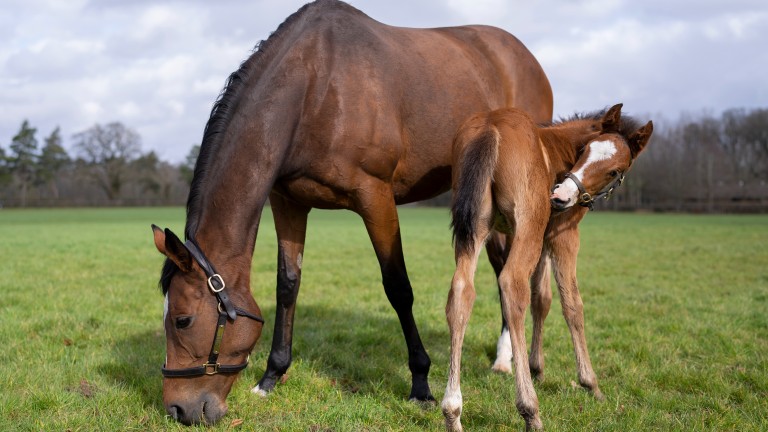 Enable and her foal by Kingman in the paddock at Juddmonte's Banstead Manor Stud near Newmarket