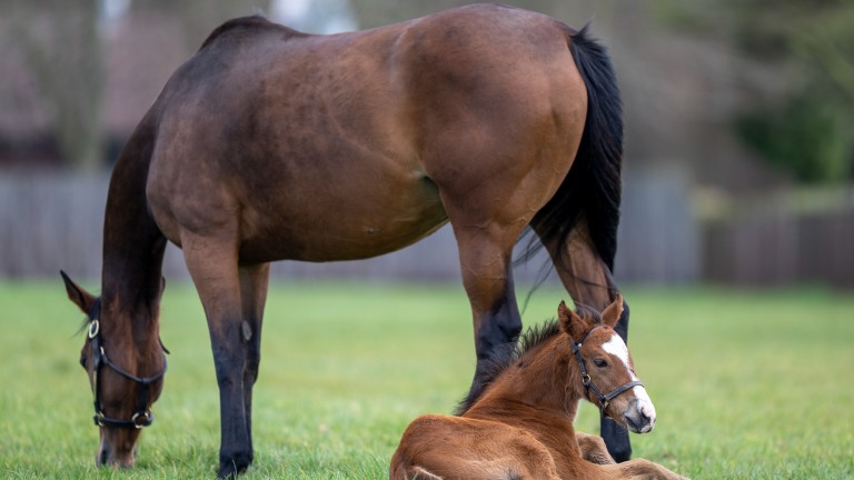 Enable's foal takes a well-earned rest