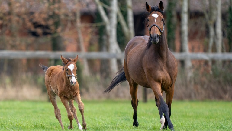 Enable and her foal stretching their legs in the paddock