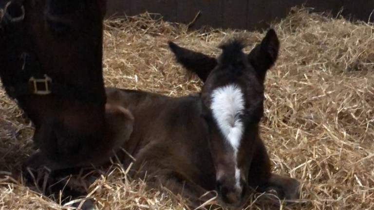 Lisa Pyne's Idaho filly out of Slainte And Thanks