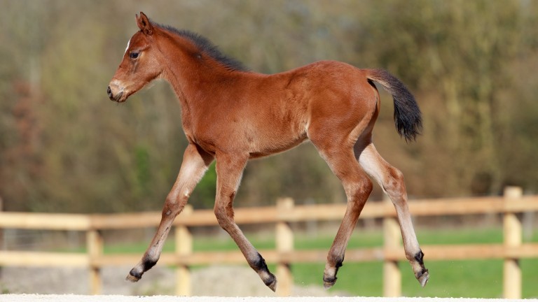 Jean-Philippe Rack's Dariyan filly out of the winning Shirocco mare Uta