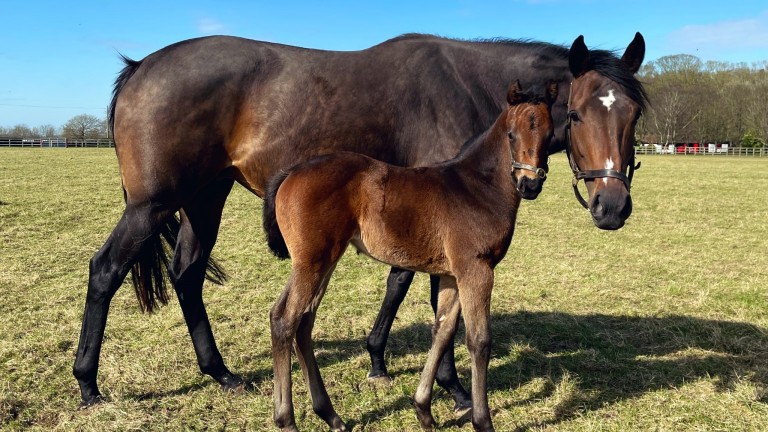 Cheveley Park Stud's Twilight Son filly out of Ocean Pearl, a daughter of Champion racemare Islington and a full-sister to the dam of Royal Ascot winner Berkshire Shadow