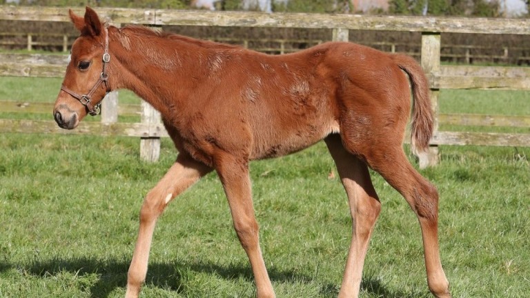 Taroka Stud's Shaman filly out of the two-time winner and stakes-placed Shanooan