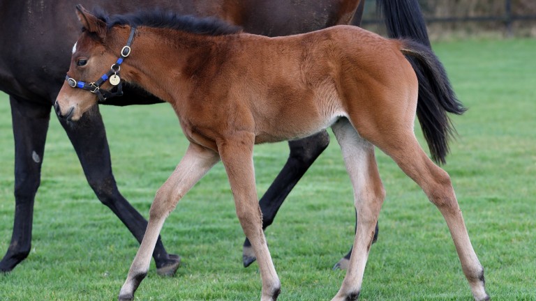 Peter Kavanagh's Sottsass filly out of Inez, the dam of Group 3 winner Spectre