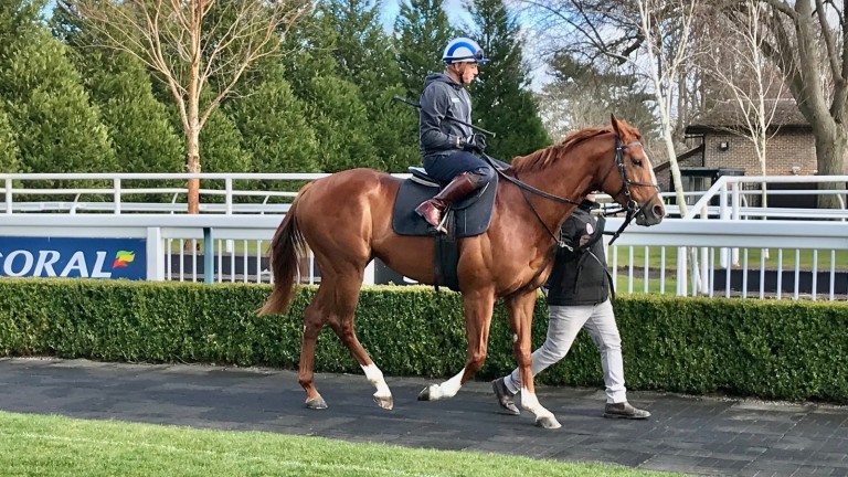 Mohaafeth and Jim Crowley head for a workout before racing