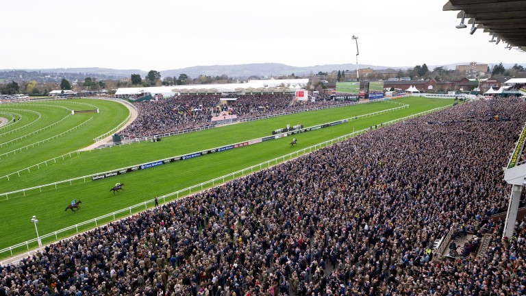 Constitution Hill: Arranca en la carrera superior de obstáculos junior en Cheltenham en marzo