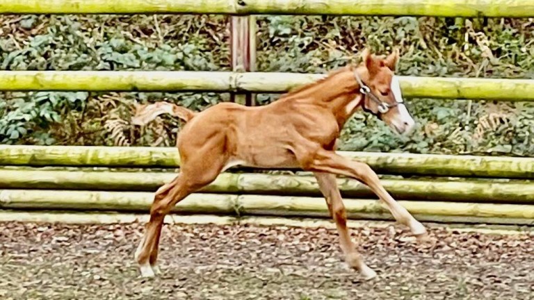 Guenther Schmidt's Ulysses foal out of Rock Of Gibraltar mare Phedre