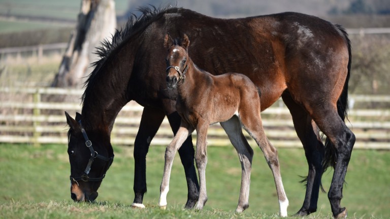 Elwick Stud's Mondialiste filly out of Pacific Pride