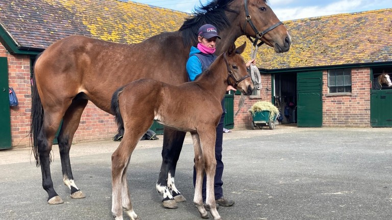 Nigel Hawke's Pether's Moon filly out of Pomme