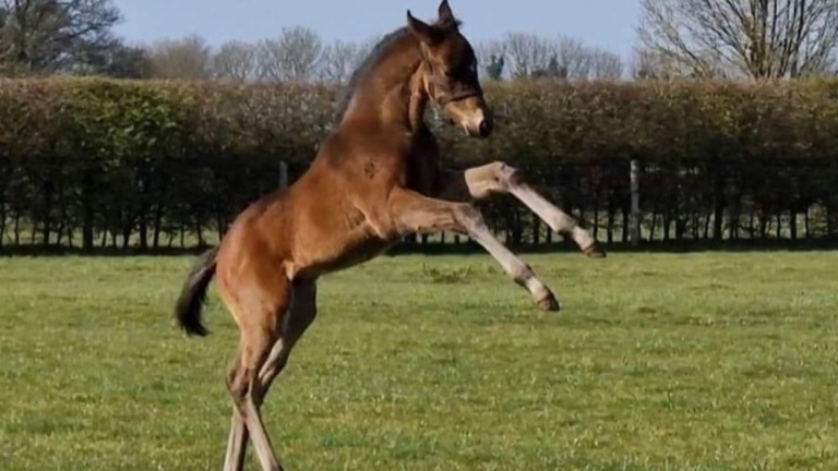 Brookside Stud's Mohaather colt out of Robbie Roo Roo