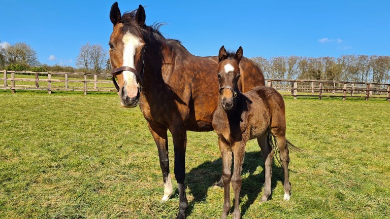 Lanwades Stud's Study Of Man filly out of Alta Moda