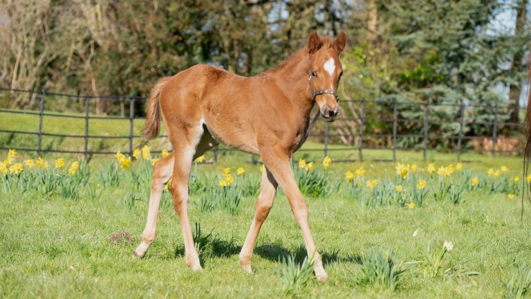 John Hennessy's Arizona filly out of Early Dawn, who is from the top-class family of Goldikova