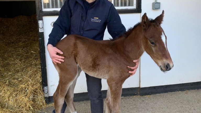 Michelle Morris' Starspangledbanner colt out of a sister to Deacon Blues and The Tin Man