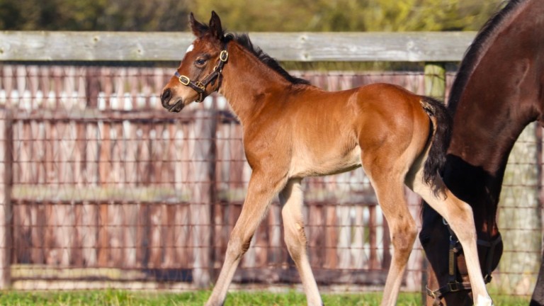 Tanya Gunther's Without Parole filly out of Cubit, a winning Bated Breath half-sister to Monarchs Glen
