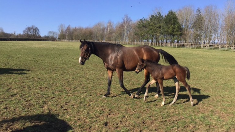 Coln Valley Stud's Frankel colt out of Give And Take